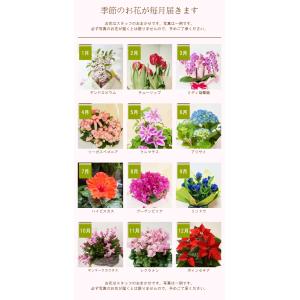 定期便「花と暮らす定期便・年間コース(全12回...の詳細画像2