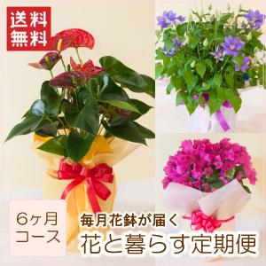 定期便「花と暮らす定期便・６ヶ月コース（全６回）」  誕生日 生花 プレゼント ギフト お祝い 定期購入 フラワーギフト 旬 鉢物 花鉢 毎月届く｜f-hanasyou