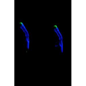 マルシン・ドラゴン ケイムラサビキ 3, 4,...の詳細画像3