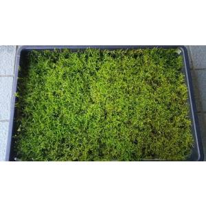 苔 苔玉 盆栽苔 ハイ苔マット350mm×450mm