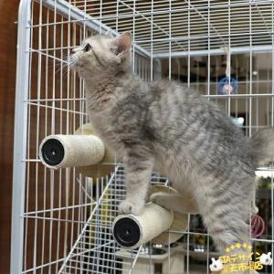 ケージ 用ステップ 猫 用 猫用 ステップ 階...の詳細画像1