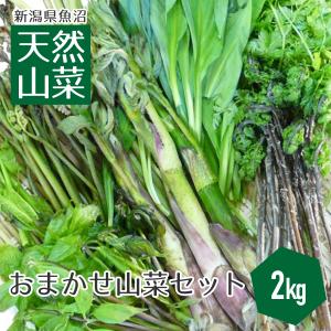 送料無料 新潟県魚沼産 天然山菜セット（2kg） 新潟 魚沼 天然 山菜 朝採り 笑顔の里 クール便 3月下旬から5月中旬頃まで｜facesign