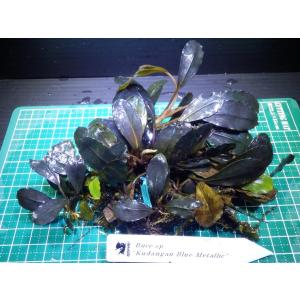 ブセファランドラ　Bucephalandra sp. Kedagang Blue Metallic｜fairyselection