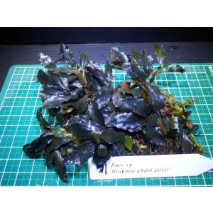 ブセファランドラ　Bucephalandra sp. Brownie ghost 2016｜fairyselection