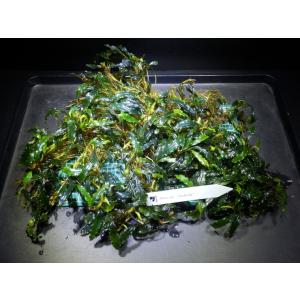 ブセファランドラ　Bucephalandra sp. Godzila｜fairyselection