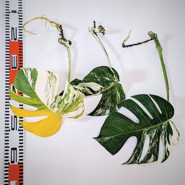 斑入り　モンステラ　ボルシギアナ　ホワイトタイガー　3株セット　安心の水差し発根済苗　カット茎　苗　...