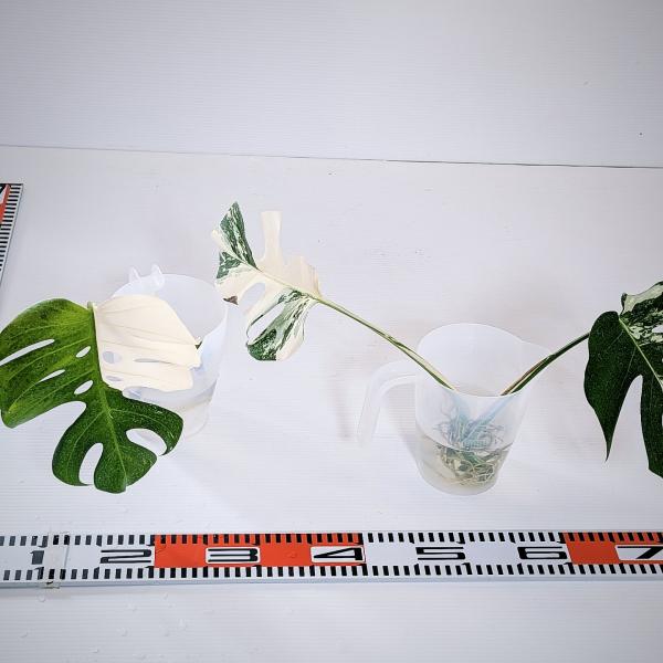 斑入り　モンステラ　ボルシギアナ　ホワイトタイガー　2株セット　安心の水差し発根済苗　カット茎　苗　...