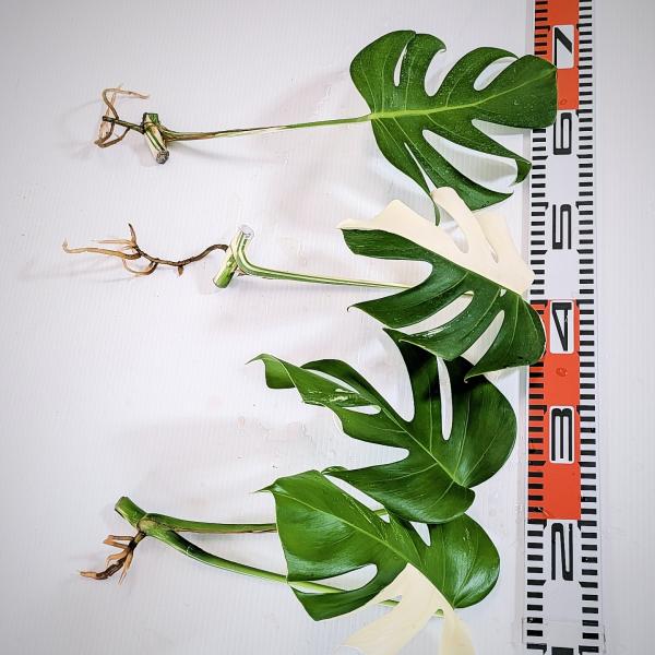 斑入り　モンステラ　ボルシギアナ　ホワイトタイガー　3株セット　安心の水差し発根済苗　カット茎　苗　...