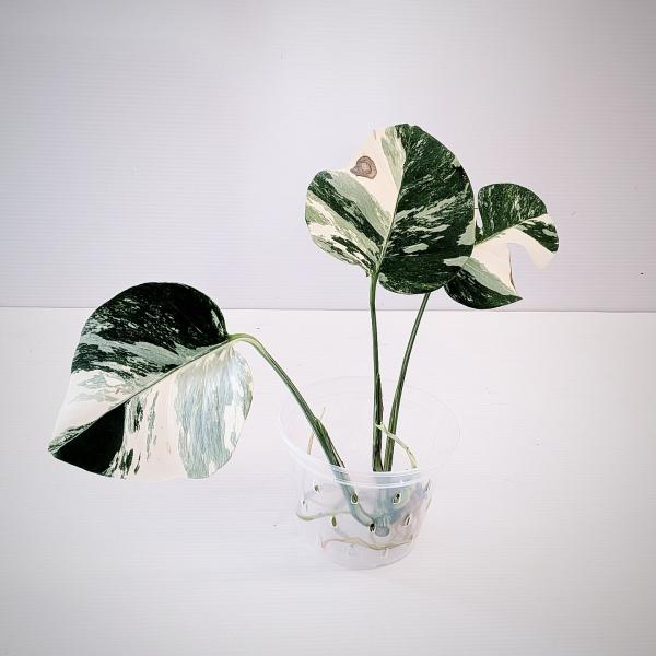 斑入り　モンステラ　ボルシギアナ　ホワイトタイガー　安心の水差し発根済苗　カット茎　苗　MN-017