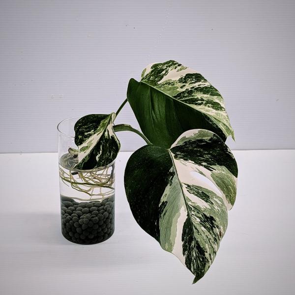 斑入り　モンステラ　ボルシギアナ　ホワイトタイガー　安心の水差し発根済苗　2株セット　カット茎　苗　...