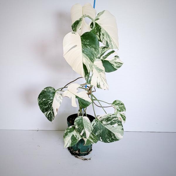 斑入り　モンステラ　ボルシギアナ　ホワイタイガ　発根済　特大株　HNE-002