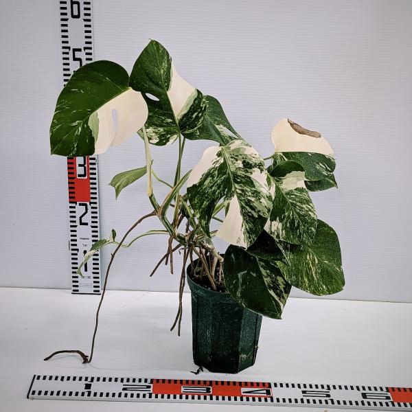 斑入り　モンステラ　ボルシギアナ　ホワイタイガー　発根済　美葉美株　HNE-003