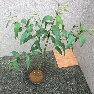 レモンユーカリ 育て方 アロマグッズ の商品一覧 ダイエット 健康 通販 Yahoo ショッピング