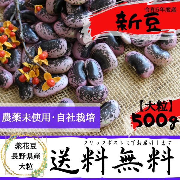 紫花豆 500g 大粒 農薬未使用 長野県産 令和5年度産 乾燥豆類【送料無料：メール便】