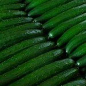 大山山麓栽培期間中農薬化学肥料不使用栽培きゅうり1kg