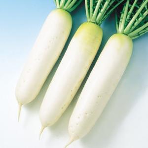 大山山麓栽培期間中農薬化学肥料不使用栽培大根 3本