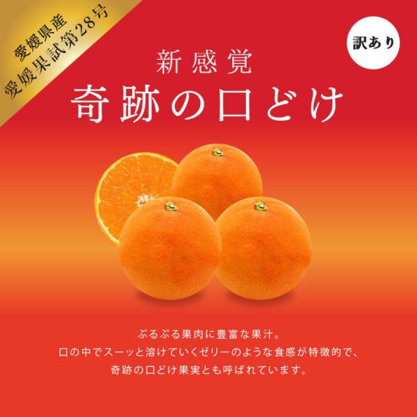 母の日 訳あり 愛媛果試第28号 5kg みかん 送料無料 ギフト 柑橘 果汁 果物 高級 小玉 大...