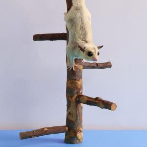 モモンガ タワー りんごの木 爪研ぎ 遊び場 ...の詳細画像3