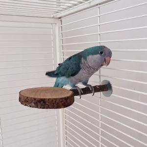 鳥 止まり木 爪とぎ パーチ セキセイインコ ...の詳細画像5