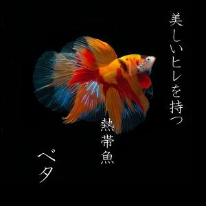 ベタ 熱帯魚 魚 本 写真集 さかなクンがこれ...の詳細画像1