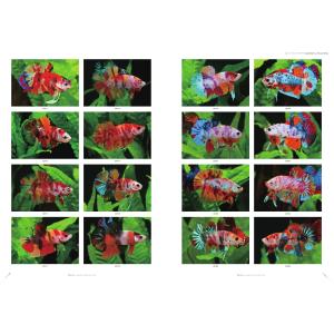 ベタ 熱帯魚 魚 本 写真集 さかなクンがこれ...の詳細画像5