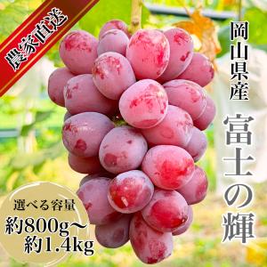 【ぶどう専門農家直送】希少品種 富士の輝 ２房詰め 約800g〜約1.4kg ルビーシャイン　岡山県産