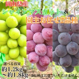 【希少品種入り園主お任せセット】シャインマスカット+希少品種を含む2種 食べ比べ 優品ランク 岡山県産