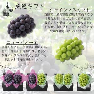 【希少品種入り園主お任せセット】シャインマスカ...の詳細画像3