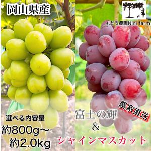 【葡萄専門農家直送！】希少品種 富士の輝＆高糖度シャインマスカット 詰め合わせ 秀品ランク ギフト 高級 葡萄 ぶどう フルーツ 果物