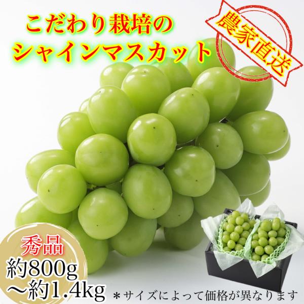 【農家直送】厳選品 こだわりのシャインマスカット 2房詰め 贈答品  ８月上旬〜９月下旬発送 お中元...