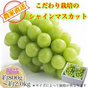 【農家直送】 完熟シャインマスカット 2房詰め 優品　8月下旬〜9月下旬出荷 敬老の日 進物用 ギフト 葡萄