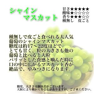 【ぶどう専門農家直送】こだわりのニューピオーネ...の詳細画像3