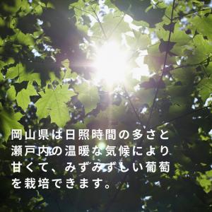 【ぶどう専門農家直送】厳選こだわりのニューピオ...の詳細画像5