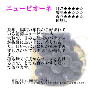 【ぶどう専門農家直送】厳選こだわりのニューピオ...の詳細画像2