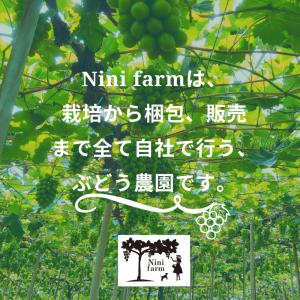 【ぶどう専門農家直送】厳選こだわりのニューピオ...の詳細画像4