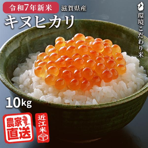 滋賀県ご当地モール500円OFFクーポン 2025年産新米 |  キヌヒカリ 玄米 10kg 202...