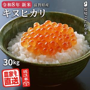 キヌヒカリ 【予約販売｜2026年産新米｜9月中旬収穫予定】 白米 10kg