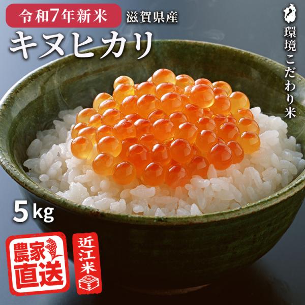 滋賀県ご当地モール500円OFFクーポン 2025年産新米 | キヌヒカリ 白米 5kg 2025年...