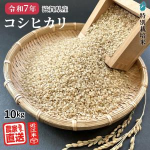 コシヒカリ 米 令和7年産 お米 10kg 新潟産 コシヒカリ「匠」 真空