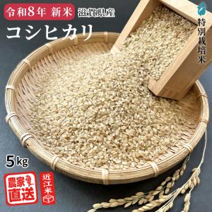 農家直送　10キロ　玄米　令和7年産コシヒカリ コシヒカリ 【2026年産新米】 玄米 10kg 2026年産 米 令和8年 お米