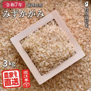 キヌヒカリ 玄米 10kg 2025年産 米 令和7年 お米 農家直送 近江米 滋賀