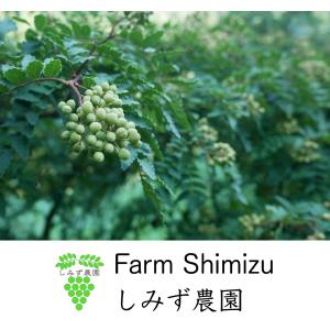 紀州ぶどう山椒(つぶ山椒) 100g 山椒 粒...の詳細画像2