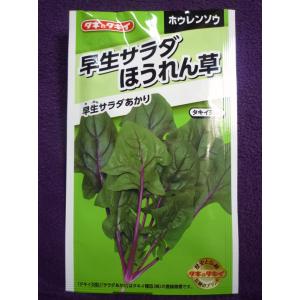 ★種子★処分★　早生サラダあかり　ホウレンソウ　タキイ種苗　23.04　◎低温伸長性に優れ、秋冬どり...