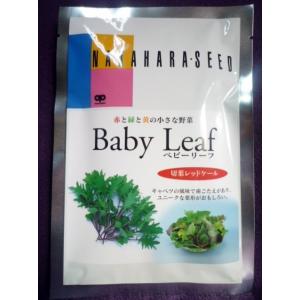 ★ベビーリーフ種子★　切葉レッドケール　中原採種場　最新　◎キャベツの風味で歯ごたえがある♪　（ゆうパケット便可能）｜farmmikawa