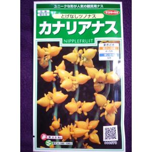 カナリアナス サカタのタネ 種 種子 の商品一覧 花 ガーデニング 通販 Yahoo ショッピング