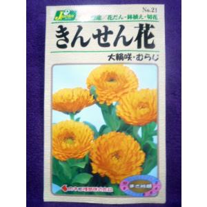 ★種子★処分★ きんせん花 大輪咲・むらじ カネ...の商品画像