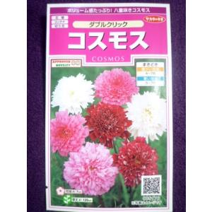 ★種子★　コスモス　ダブルクリック　サカタのタネ　23.10　◎愛らしい半八重〜八重咲き品種♪　（ゆうパケット便可能）