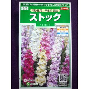 種子 スターチス 切り花用 美色混合 サカタのタネ 23 05 切り花やドライフラワーで人気 ゆうパケット便可能 ガーデンショップ ミカワ 通販 Yahoo ショッピング