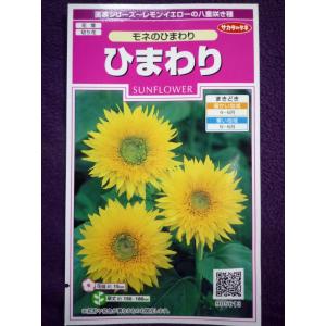 ★種子★処分★　ひまわり　モネのひまわり　サカタのタネ　23.10　◎タネまきから60日ほどで開花する早咲き♪（ゆうパケット便可能）