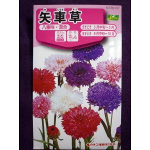 種子　矢車草（コーンフラワー）　八重咲・混合　カネコ種苗　23.09　◎暖地では１２月から露地で開花♪　（ゆうパケット便可能）